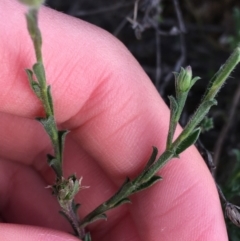 Vittadinia cuneata var. cuneata at Red Hill, ACT - 21 Sep 2021