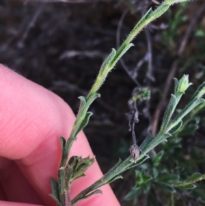 Vittadinia cuneata var. cuneata at Red Hill, ACT - 21 Sep 2021