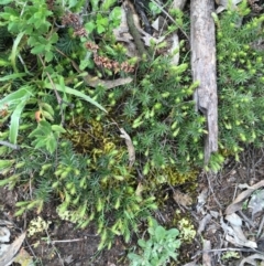 Acrotriche serrulata (Ground-berry) at Symonston, ACT - 21 Sep 2021 by Ned_Johnston