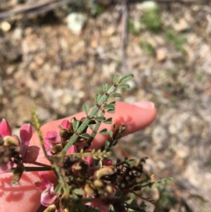 Indigofera adesmiifolia at Garran, ACT - 21 Sep 2021