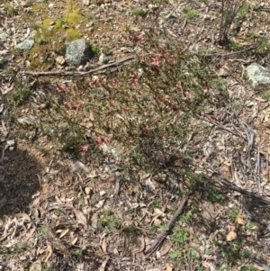 Indigofera adesmiifolia at Garran, ACT - 21 Sep 2021