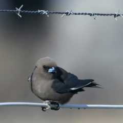 Artamus cyanopterus (Dusky Woodswallow) at Majura, ACT - 7 Sep 2021 by jbromilow50