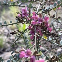 Indigofera adesmiifolia (Tick Indigo) at Farrer, ACT - 23 Sep 2021 by Shazw