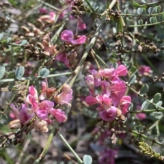 Indigofera adesmiifolia at Farrer, ACT - 24 Sep 2021 09:15 AM