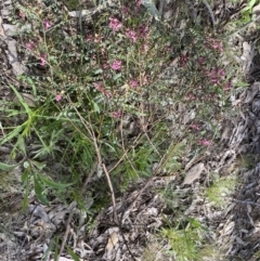 Indigofera adesmiifolia at Farrer, ACT - 24 Sep 2021 09:15 AM