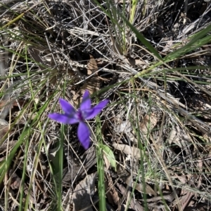 Glossodia major at Downer, ACT - 24 Sep 2021