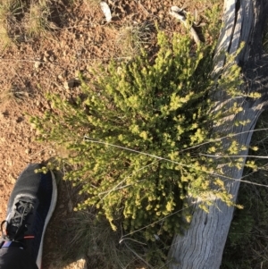 Pultenaea subspicata at Downer, ACT - 19 Sep 2021