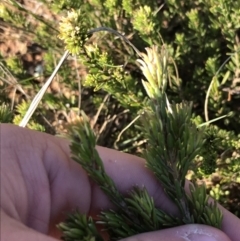 Pultenaea subspicata at Downer, ACT - 19 Sep 2021