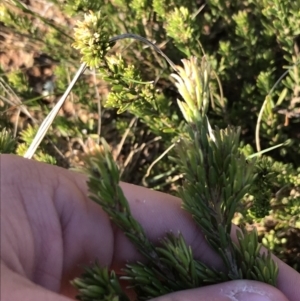 Pultenaea subspicata at Downer, ACT - 19 Sep 2021 04:24 PM