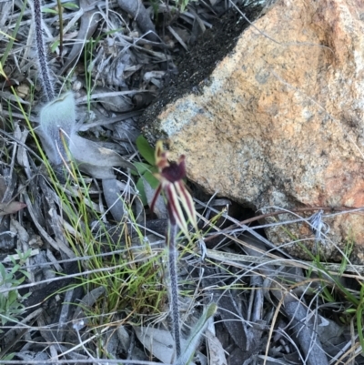 Caladenia actensis (Canberra Spider Orchid) by Tapirlord