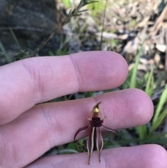 Caladenia actensis at suppressed - suppressed