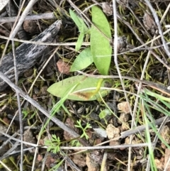 Ophioglossum lusitanicum subsp. coriaceum (Austral Adder's Tongue) at Downer, ACT - 19 Sep 2021 by Tapirlord