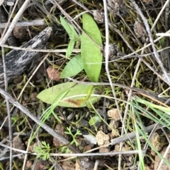 Ophioglossum lusitanicum subsp. coriaceum at Downer, ACT - 19 Sep 2021