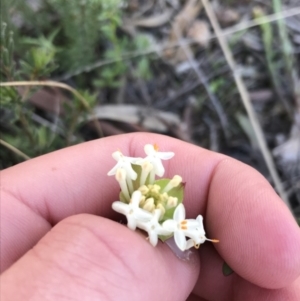 Pimelea linifolia subsp. linifolia at Downer, ACT - 19 Sep 2021