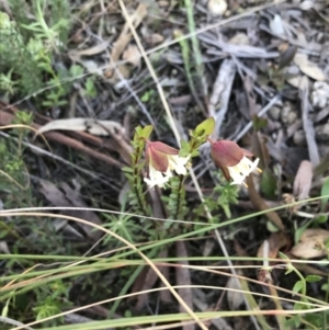 Pimelea linifolia subsp. linifolia at Downer, ACT - 19 Sep 2021 04:05 PM