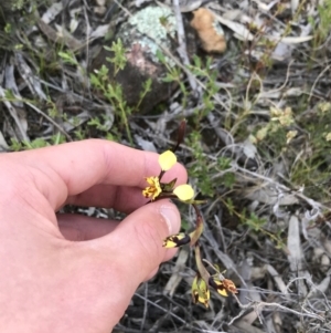 Diuris pardina at Hackett, ACT - suppressed