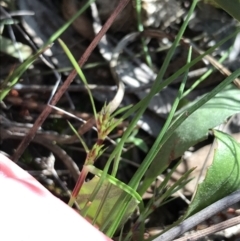 Schoenus apogon (Common Bog Sedge) at Downer, ACT - 19 Sep 2021 by Tapirlord