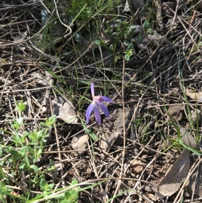 Cyanicula caerulea (Blue Fingers, Blue Fairies) at Downer, ACT - 19 Sep 2021 by Tapirlord