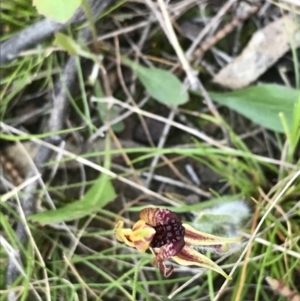 Caladenia actensis at suppressed - suppressed