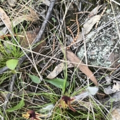 Caladenia actensis at suppressed - suppressed