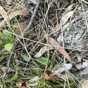 Caladenia actensis at suppressed - suppressed