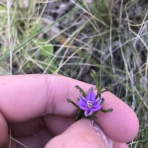 Thysanotus patersonii at Downer, ACT - 19 Sep 2021 03:20 PM