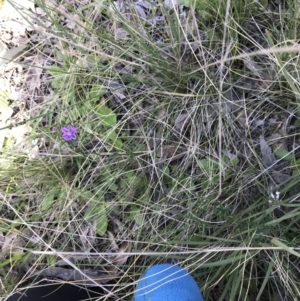 Thysanotus patersonii at Downer, ACT - 19 Sep 2021 03:20 PM