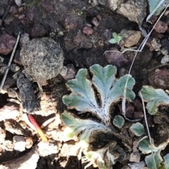 Riccia cartilaginosa (Liverwort) at Downer, ACT - 19 Sep 2021 by Tapirlord