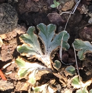 Riccia cartilaginosa at Downer, ACT - 19 Sep 2021