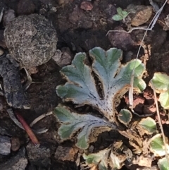 Riccia cartilaginosa at Downer, ACT - 19 Sep 2021