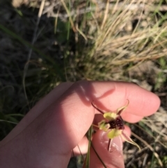 Caladenia actensis (Canberra Spider Orchid) at Downer, ACT - 19 Sep 2021 by Tapirlord