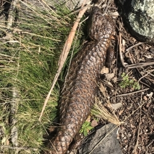 Tiliqua rugosa at Downer, ACT - 19 Sep 2021