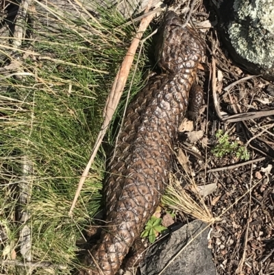 Tiliqua rugosa (Shingleback Lizard) at Downer, ACT - 19 Sep 2021 by Tapirlord