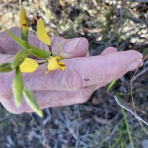 Diuris nigromontana at Aranda, ACT - suppressed