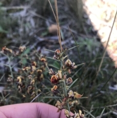 Daviesia genistifolia (Broom Bitter Pea) at Downer, ACT - 19 Sep 2021 by Tapirlord