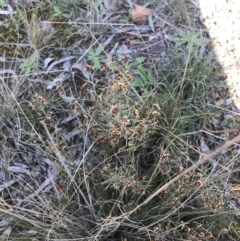 Daviesia genistifolia at Downer, ACT - 19 Sep 2021 02:50 PM