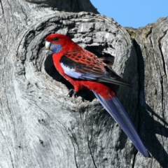 Platycercus elegans (Crimson Rosella) at Majura, ACT - 7 Sep 2021 by jb2602