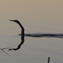 Anhinga novaehollandiae (Australasian Darter) at Gordon, ACT - 20 Sep 2021 by michaelb