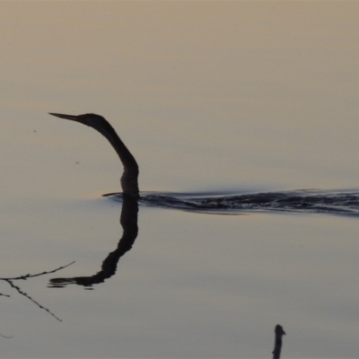 Anhinga novaehollandiae (Australasian Darter) at Point Hut Pond - 20 Sep 2021 by michaelb