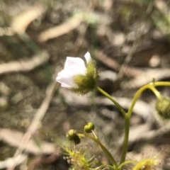 Drosera gunniana (Pale Sundew) at Kambah, ACT - 23 Sep 2021 by PeterR