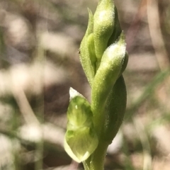 Hymenochilus cycnocephalus (Swan greenhood) at Mount Taylor - 23 Sep 2021 by PeterR