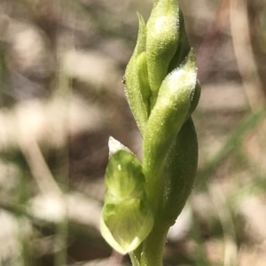 Hymenochilus cycnocephalus at Kambah, ACT - 23 Sep 2021