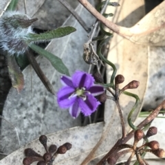 Thysanotus patersonii (Twining Fringe Lily) at Kambah, ACT - 23 Sep 2021 by PeterR