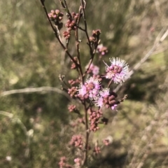 Kunzea parvifolia (Violet Kunzea) at Kambah, ACT - 23 Sep 2021 by PeterR
