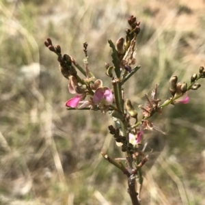 Indigofera adesmiifolia at Gordon, ACT - 21 Sep 2021 01:06 PM