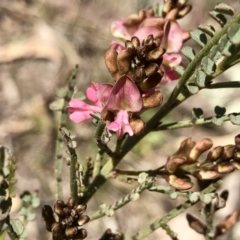 Indigofera adesmiifolia (Tick Indigo) at Mount Taylor - 23 Sep 2021 by PeterR
