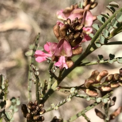 Indigofera adesmiifolia (Tick Indigo) at Mount Taylor - 23 Sep 2021 by PeterR