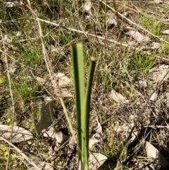 Thelymitra sp. (A Sun Orchid) at Kambah, ACT - 23 Sep 2021 by PeterR