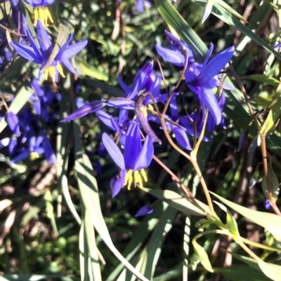 Stypandra glauca (Nodding Blue Lily) at Bruce Ridge to Gossan Hill - 23 Sep 2021 by goyenjudy