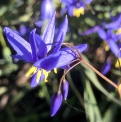 Stypandra glauca at Bruce, ACT - 24 Sep 2021